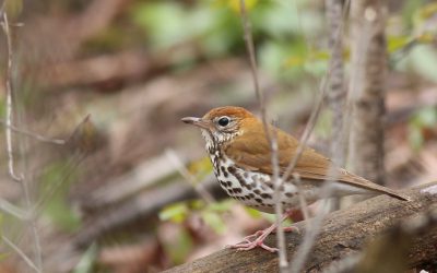 La Liste rouge 2020: passereaux forestiers et rapaces emblématiques
