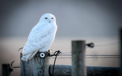 Les chouettes et les hiboux : conseils aux observateurs et photographes