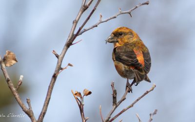 Le Bec-croisé des sapins, un amateur de cônes (pas les cônes orange!)