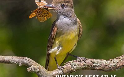 Accueillez le printemps en lisant le plus récent numéro de BirdWatch Canada