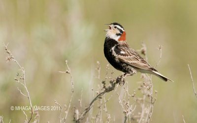 Les prairies, habitat essentiel d’oiseaux emblématiques de l’Ouest canadien