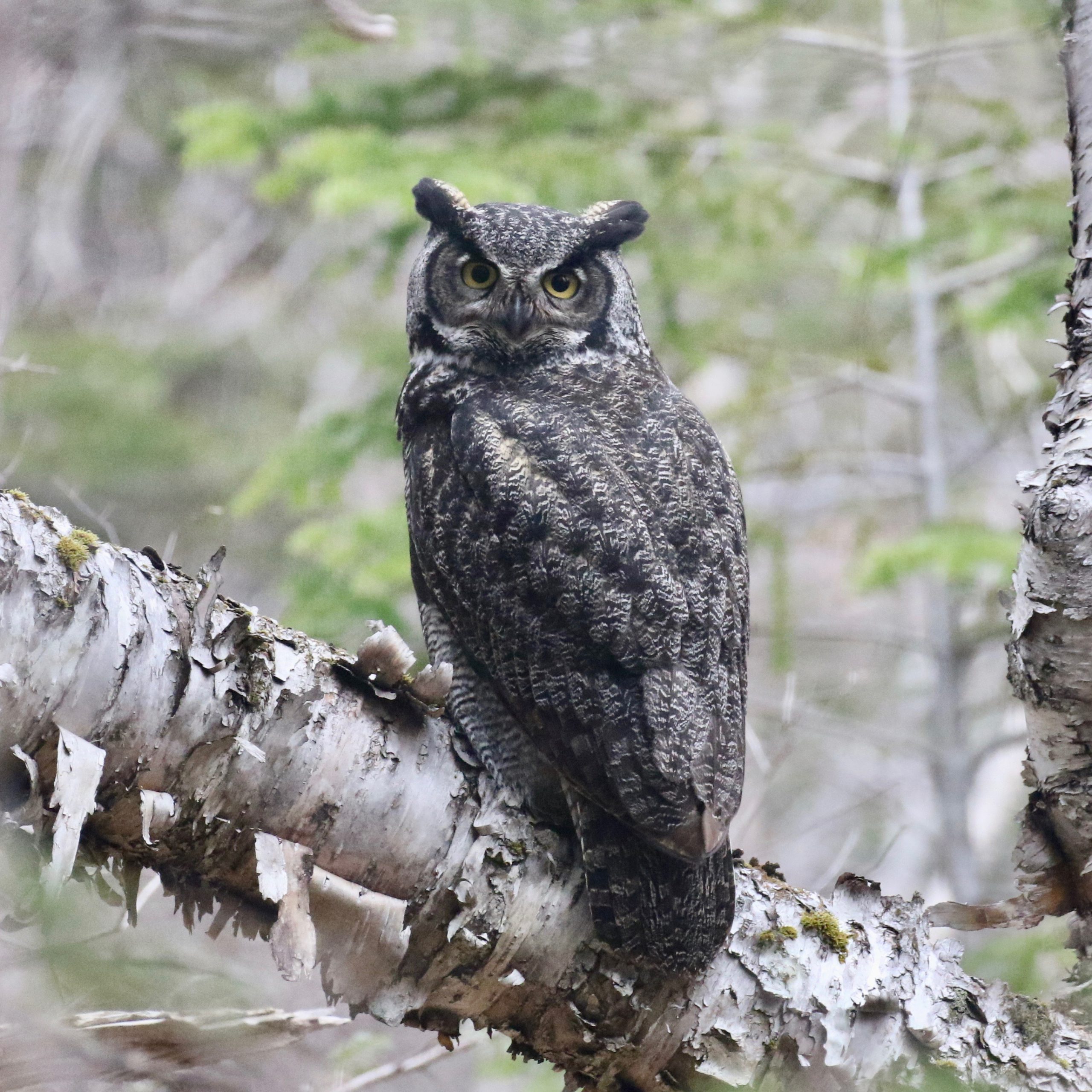 Great Horned Owl