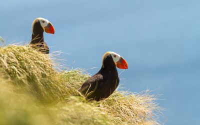 Mise à jour sur nos programmes de recherche et de conservation