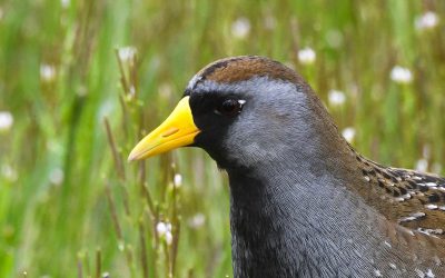 La gestion des niveaux d’eau et le bien-être des oiseaux de marais