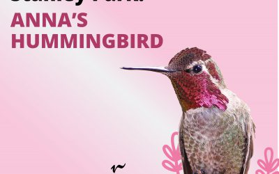 Des explorations virtuelles du fascinant monde des oiseaux