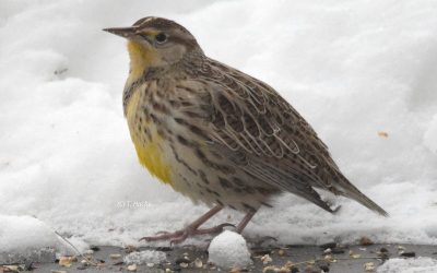Projet FeederWatch: points saillants de la saison 2020-2021