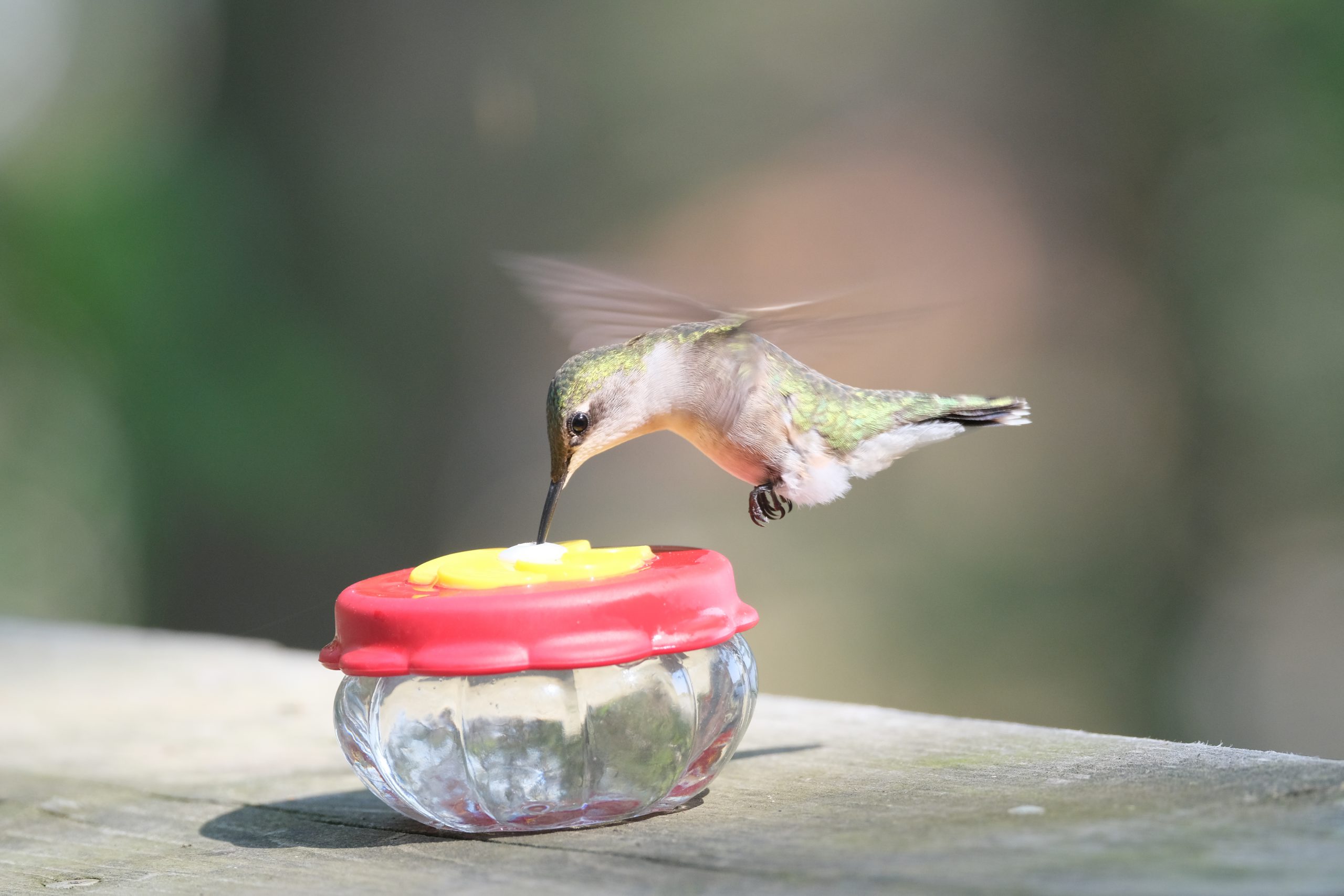 Feeding and attracting hummingbirds_Ruby-throated Hummingbird_female KW