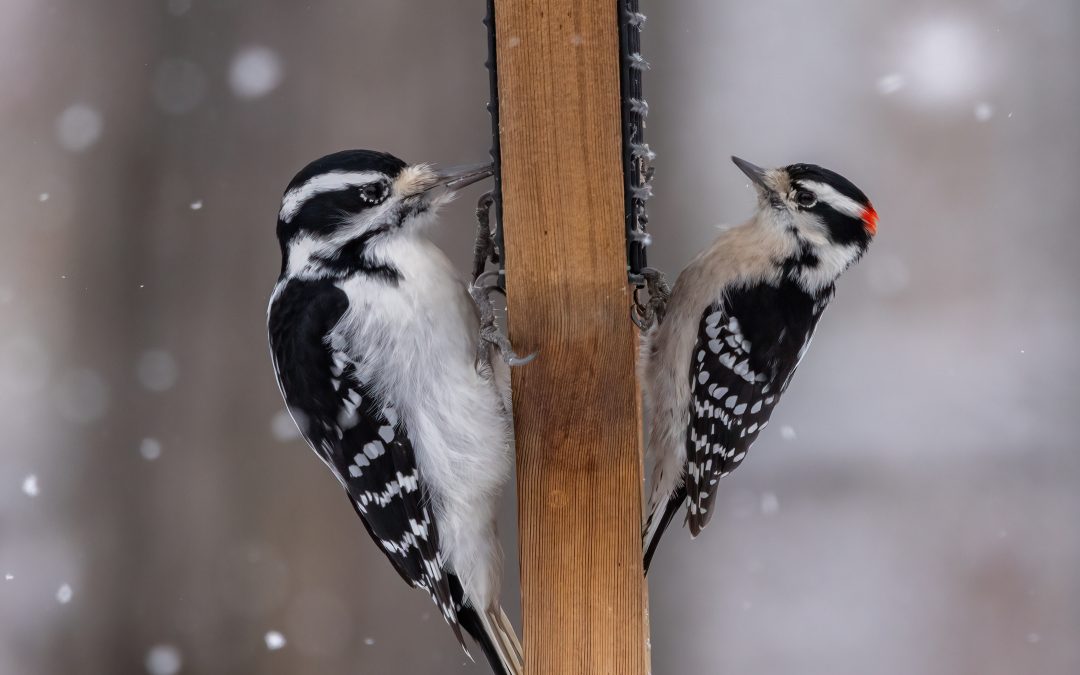Le projet FeederWatch entame sa 39e saison: découvrez ensemble le plaisir d&rsquo;observer les oiseaux