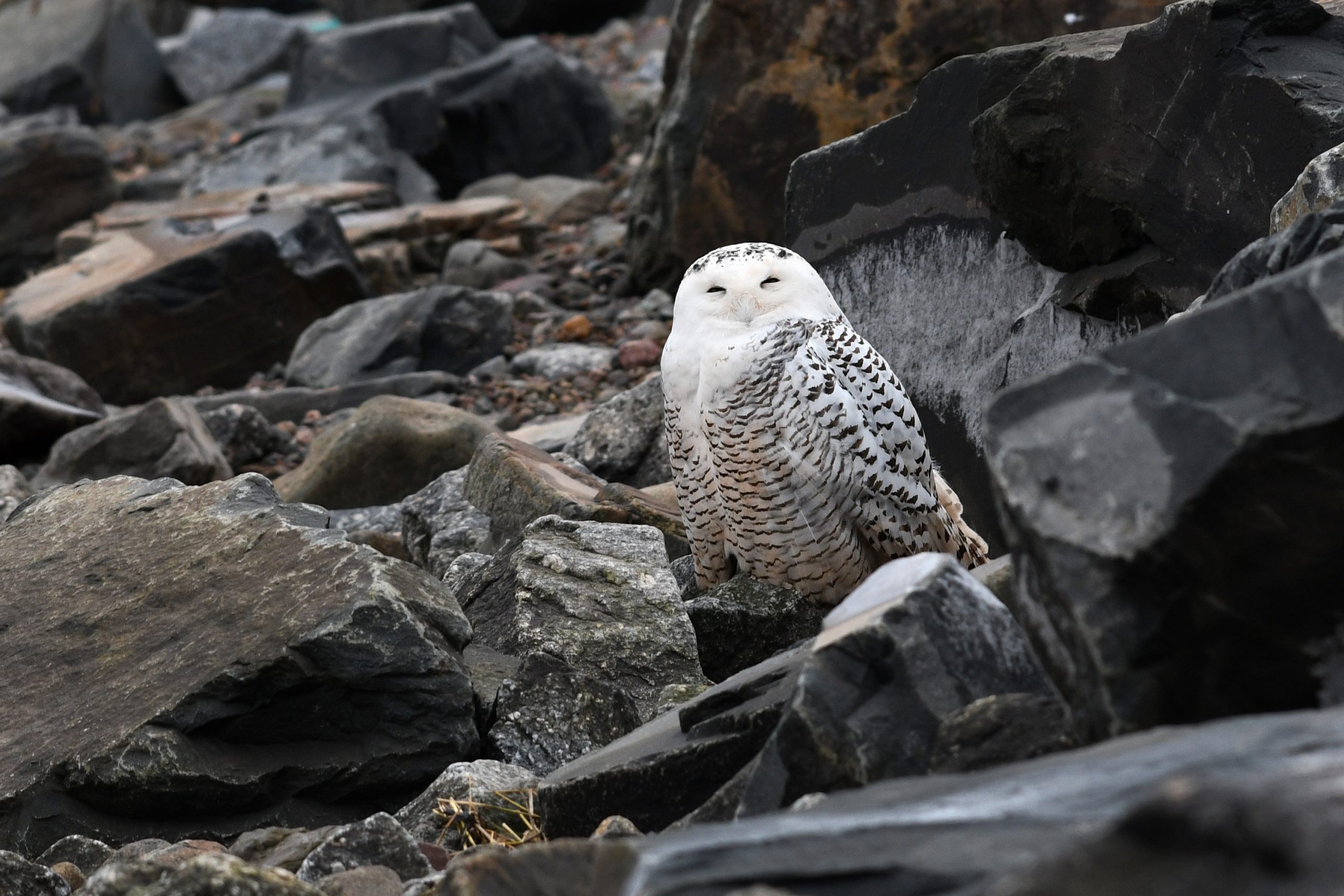 Snowy Owl - NS - David M. Bell