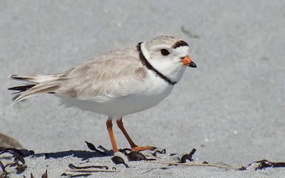 Technicienne/technicien – Pluviers siffleurs