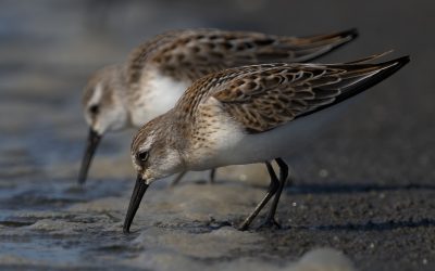 Le Bécasseau d’Alaska, une espèce grégaire abondante mais fragile