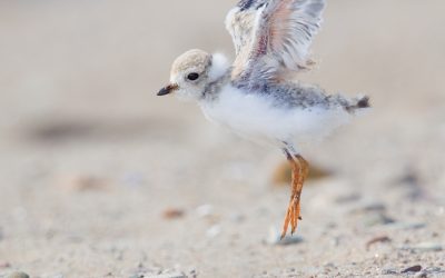 Le dossier du parc West Mabou Beach, en Nouvelle-Écosse: une victoire pour la conservation