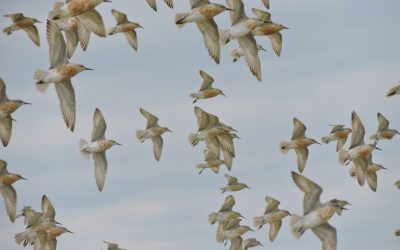 L’incroyable Bécasseau maubèche, un oiseau qu’on adore!