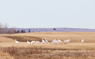 Les Grues blanches, ballerines des milieux humides