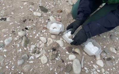 Des œufs abandonnés d’oiseaux de rivage gravement menacés ont pu éclore en captivité