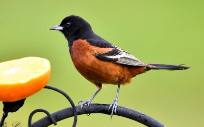 Comment attirer et nourrir les orioles