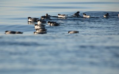 La mortalité massive d’oiseaux marins révèle les effets du réchauffement des océans