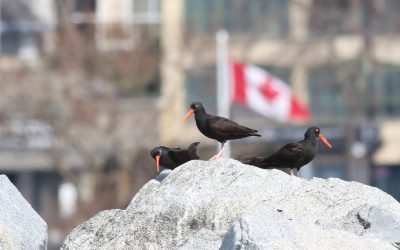 Participez à la collecte de données essentielles sur les oiseaux marins sur la côte de la Colombie-Britannique