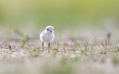 Sommaire de la saison de nidification 2023 des Pluviers siffleurs en Ontario et en Nouvelle-Écosse