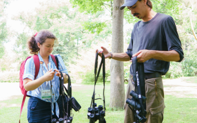 En vedette au High Park Nature Centre: le Martinet ramoneur