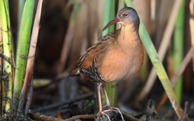 Les sonagrammes au service de la conservation dans le centre de la Colombie-Britannique