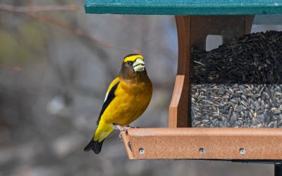 Venez en aide à vos oiseaux bien aimés!