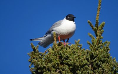 Oiseaux Canada et QuébecOiseaux accueillent favorablement l’annonce de l’American Ornithological Society