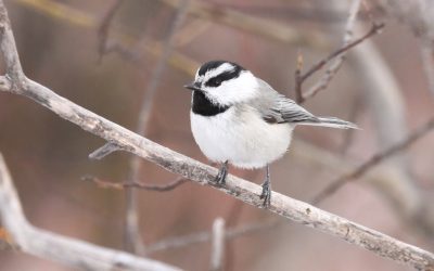 Participez avec d’autres observateurs au Grand dénombrement des oiseaux de février! Du 16 au 19 février 2024