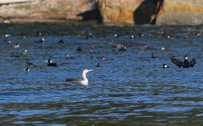 Les dénombrements d’oiseaux dans les KBA du Grand Vancouver: un succès continu