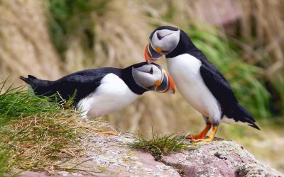 D’un océan à l’autre, célébrons le lancement des nouvelles zones clés pour la biodiversité au Canada