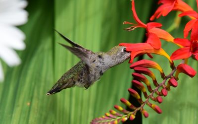 Jardiner pour les oiseaux