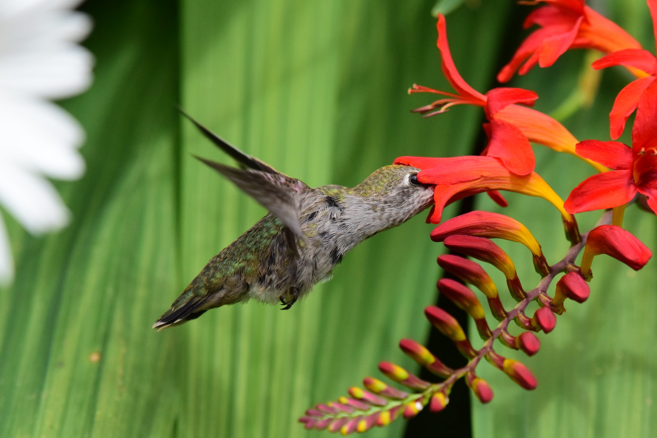 Un Colibri d&apos;Anna se nourrit d&apos;une groseille à fleurs rouges.