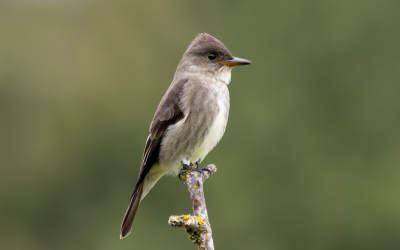 Voici l’ambassadeur aviaire de 2024 d’Oiseaux Canada, le Moucherolle à côtés olive