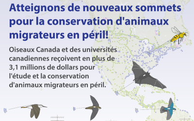 Oiseaux Canada et des universités canadiennes reçoivent en plus de 3,1 millions de dollars pour l’étude et la conservation d’animaux migrateurs en péril.