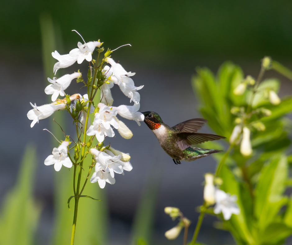 Ruby-throated Hummingbird feeds on flowers