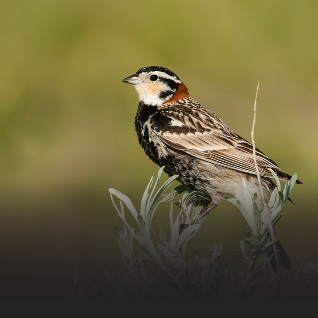 Travaux de conservation – Résultats