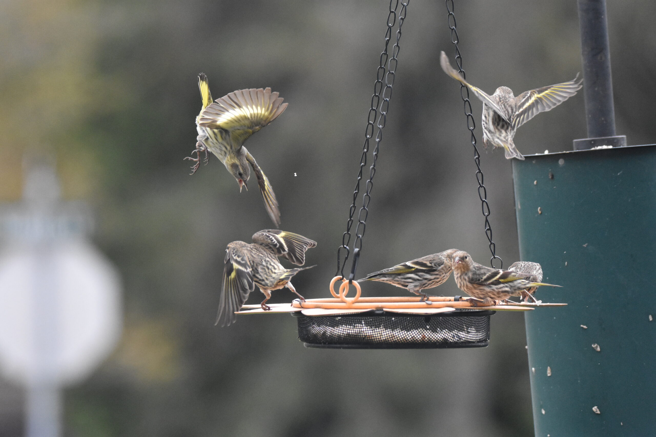 Six Pine Siskins defend their space on a hanging platform feeder.