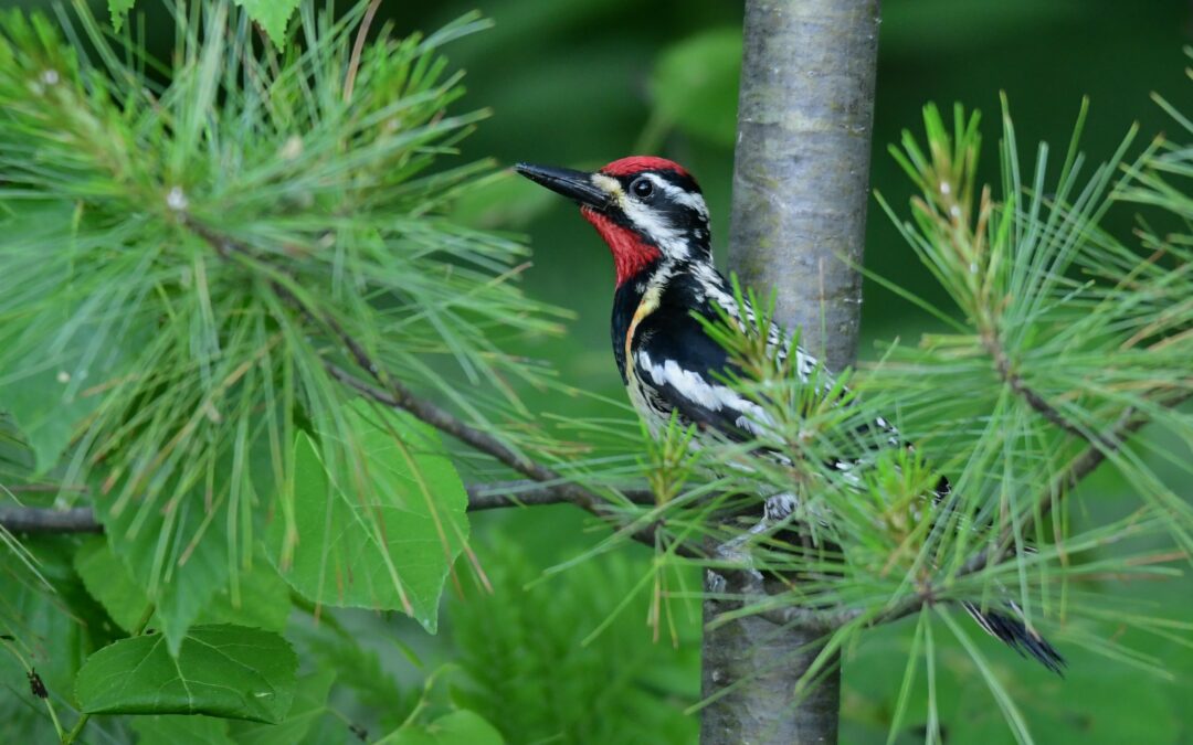 Technicienne/technicien, Données et engagement – Atlas des oiseaux nicheurs de l’Ontario