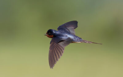 La Journée mondiale des oiseaux migrateurs 2025: Créer des communautés accueillantes pour les oiseaux