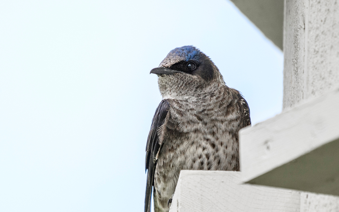 Voici les premiers récipiendaires de la Subvention communautaire d’Oiseaux Canada!