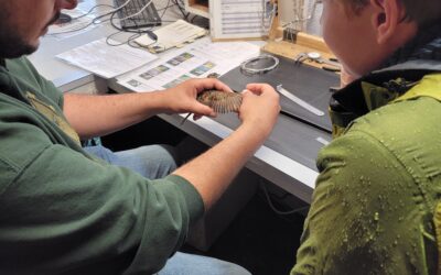 La Première Nation de Timiskaming et Oiseaux Canada: Une relation qui prend son envol