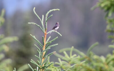Mélodies boréales :  Enregistreurs Autonomes (EAs) et surveillance des oiseaux