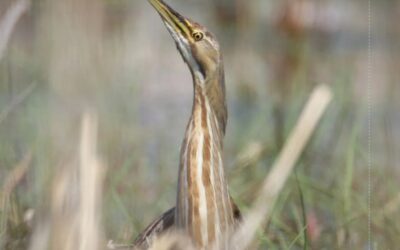 Identifiez certains de nos oiseaux de marais (avec sons)