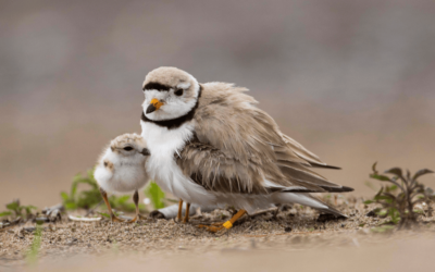 La plage Wasaga est le meilleur habitat encore disponible pour les Pluviers siffleurs en Ontario – mais son avenir est incertain.