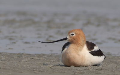 Sous nos ailes… Avant-goût de l’assemblée générale annuelle 2025 de la Société des ornithologistes du Canada
