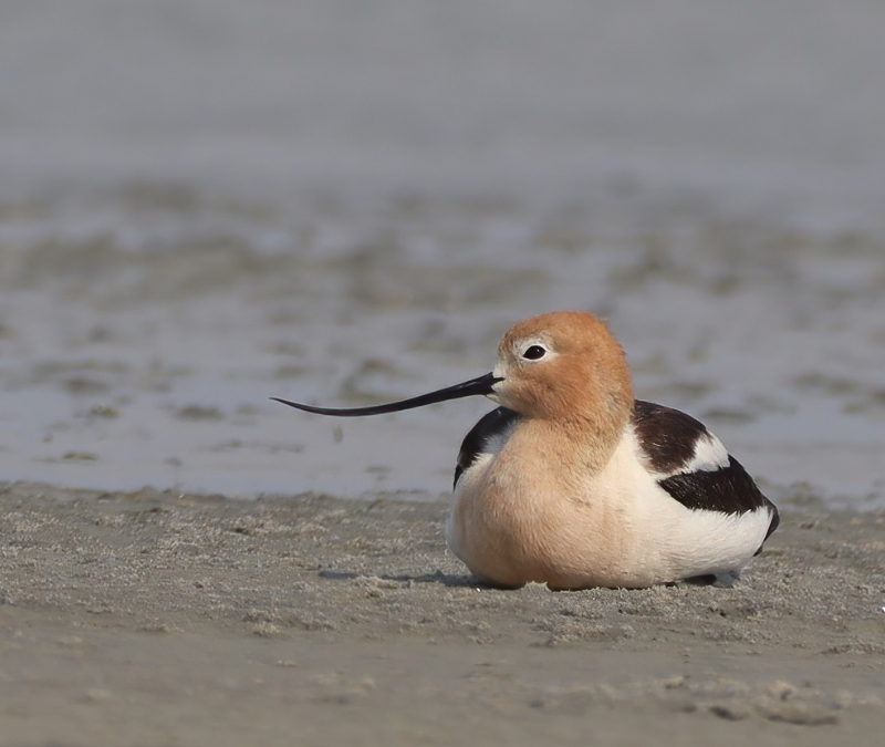 Sous nos ailes… Avant-goût de l’assemblée générale annuelle 2025 de la Société des ornithologistes du Canada