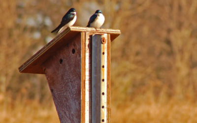 Préparez-vous à demander une subvention communautaire d’Oiseaux Canada!
