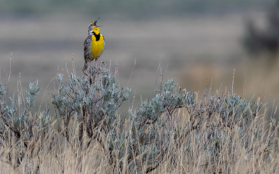 Une visite mémorable des prairies avec Oiseaux Canada