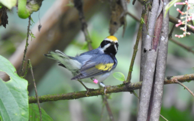 L’étonnante stratégie migratoire de la Paruline à ailes dorées: une étude récente souligne l’importance des forêts du Costa Rica