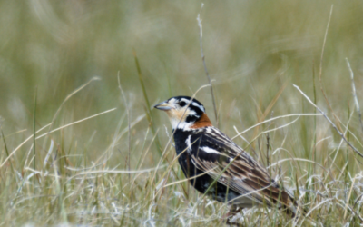 Un an plus tard, l’impact de L’état des populations d’oiseaux du Canada